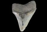 Fossil Megalodon Tooth - Serrated Blade #76498-1